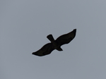 FZ012830 Buzzard.jpg